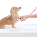 動物病院のホームページ制作のポイントとは？掲載すべき内容や作成時の注意点について解説！