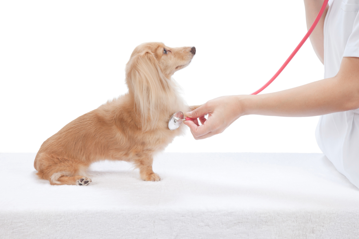 動物病院のホームページ制作のポイントとは？掲載すべき内容や作成時の注意点について解説！