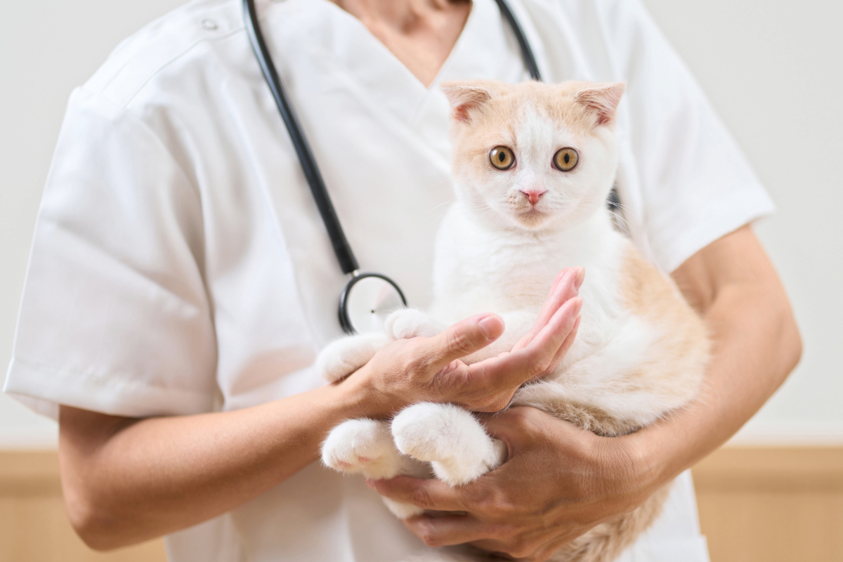 動物病院のホームページ制作のポイントとは？掲載すべき内容や作成時の注意点について解説！
